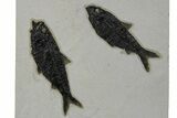 Multiple Fossil Fish (Knightia) Plate - Wyoming #349237-1